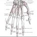 anatomy