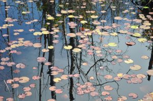 cranberry bog