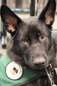 Service dog