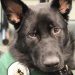 service dog