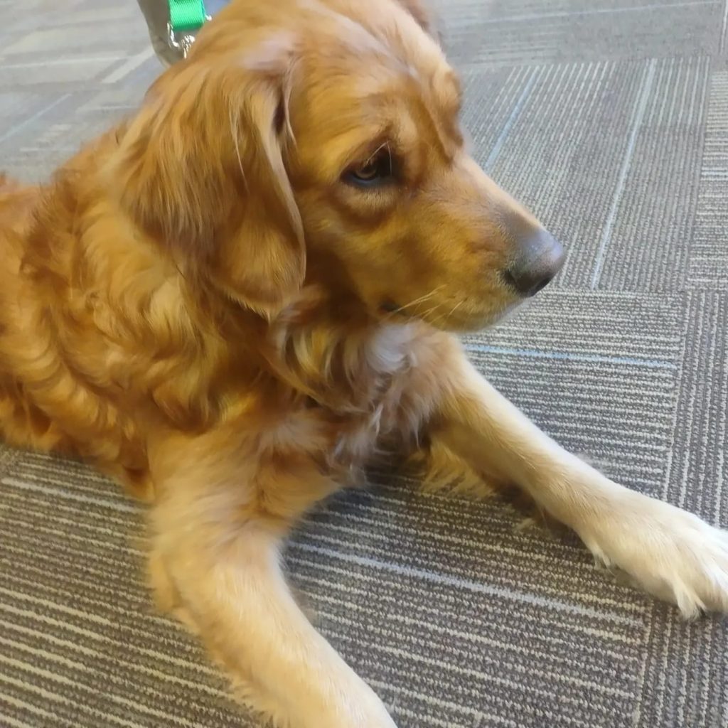 ROB Woof Wednesday - Marly - December 14, 2022